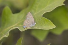 Edward's Hairstreak, Satyrium edwardsii