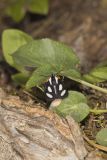 Eight-spotted Forester, Alypia octomaculata