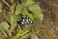 Eight-spotted Forester, Alypia octomaculata