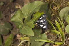 Eight-spotted Forester, Alypia octomaculata
