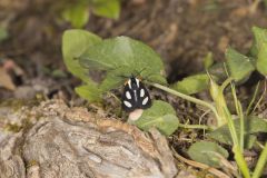 Eight-spotted Forester, Alypia octomaculata