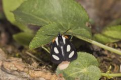 Eight-spotted Forester, Alypia octomaculata