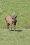 Elk, Cervus canadensis