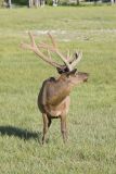 Elk, Cervus canadensis