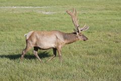Elk, Cervus canadensis