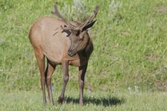 Elk, Cervus canadensis
