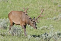 Elk, Cervus canadensis