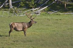 Elk, Cervus canadensis