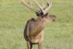 Elk, Cervus canadensis