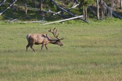 Elk, Cervus canadensis