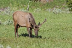Elk, Cervus canadensis