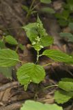 Enchanter's Nightshade, Circaea lutetiana