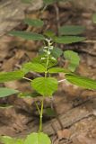 Enchanter's Nightshade, Circaea lutetiana