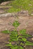Enchanter's Nightshade, Circaea lutetiana