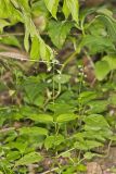 Enchanter's Nightshade, Circaea lutetiana