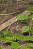 Enchanter's Nightshade, Circaea lutetiana