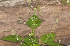 Enchanter's Nightshade, Circaea lutetiana
