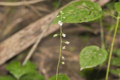 Enchanter's Nightshade, Circaea lutetiana