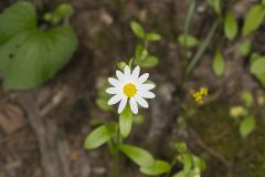 Entireleaf Western Daisy