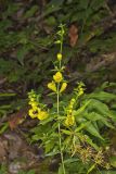 Entireleaf Yellow False Foxglove, Aureolaria levigata