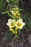 Entireleaf Yellow False Foxglove, Aureolaria levigata