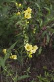Entireleaf Yellow False Foxglove, Aureolaria levigata