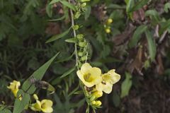 Entireleaf Yellow False Foxglove