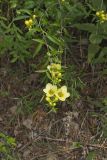 Entireleaf Yellow False Foxglove, Aureolaria levigata