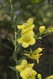 Entireleaf Yellow False Foxglove, Aureolaria levigata