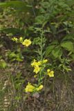 Entireleaf Yellow False Foxglove, Aureolaria levigata