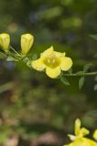 Entireleaf Yellow False Foxglove, Aureolaria levigata