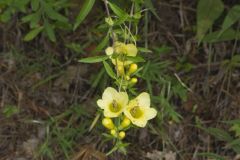 Entireleaf Yellow False Foxglove, Aureolaria levigata