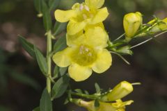 Entireleaf Yellow False Foxglove, Aureolaria levigata