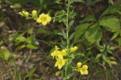 Entireleaf Yellow False Foxglove, Aureolaria levigata