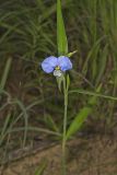 Erect Dayflower, Commelina erecta