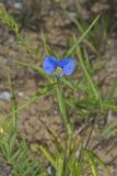 Erect Dayflower, Commelina erecta
