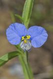 Erect Dayflower, Commelina erecta