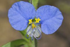 Erect Dayflower