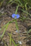 Erect Dayflower, Commelina erecta
