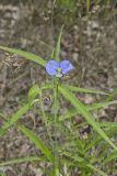 Erect Dayflower, Commelina erecta