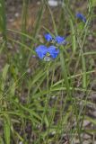 Erect Dayflower, Commelina erecta