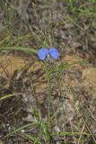 Erect Dayflower, Commelina erecta