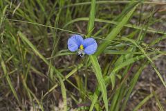 Erect Dayflower, Commelina erecta