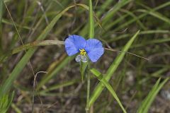 Erect Dayflower, Commelina erecta