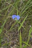 Erect Dayflower, Commelina erecta