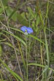 Erect Dayflower, Commelina erecta