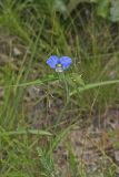 Erect Dayflower, Commelina erecta