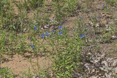 Erect Dayflower, Commelina erecta