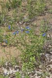 Erect Dayflower, Commelina erecta