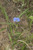 Erect Dayflower, Commelina erecta
